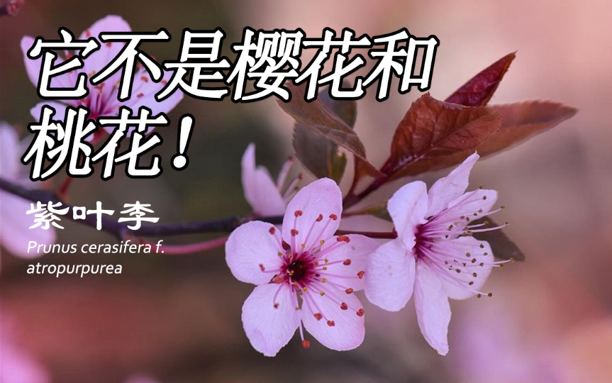 [图]它不是樱花，也不是桃花、梅花，是什么植物呢？