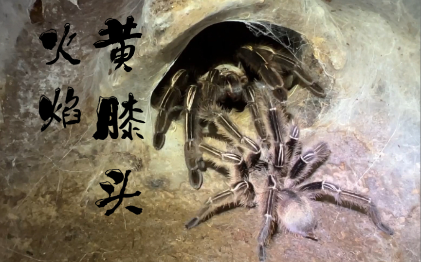 捕鸟蛛爆裂鼓手火焰黄膝头