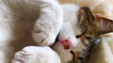 活动  猫咪最治愈人心的是它们在你身边安心睡觉的模样