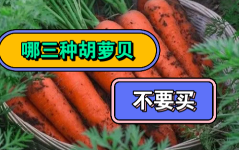 东北早市土豆哥揭秘:早市胡萝卜挑选大法,让你一次买对好吃的胡萝卜,避免踩坑!避免买到有柴芯的胡萝卜!胡萝卜怎么挑.水洗带土怎么选,啥样的没...