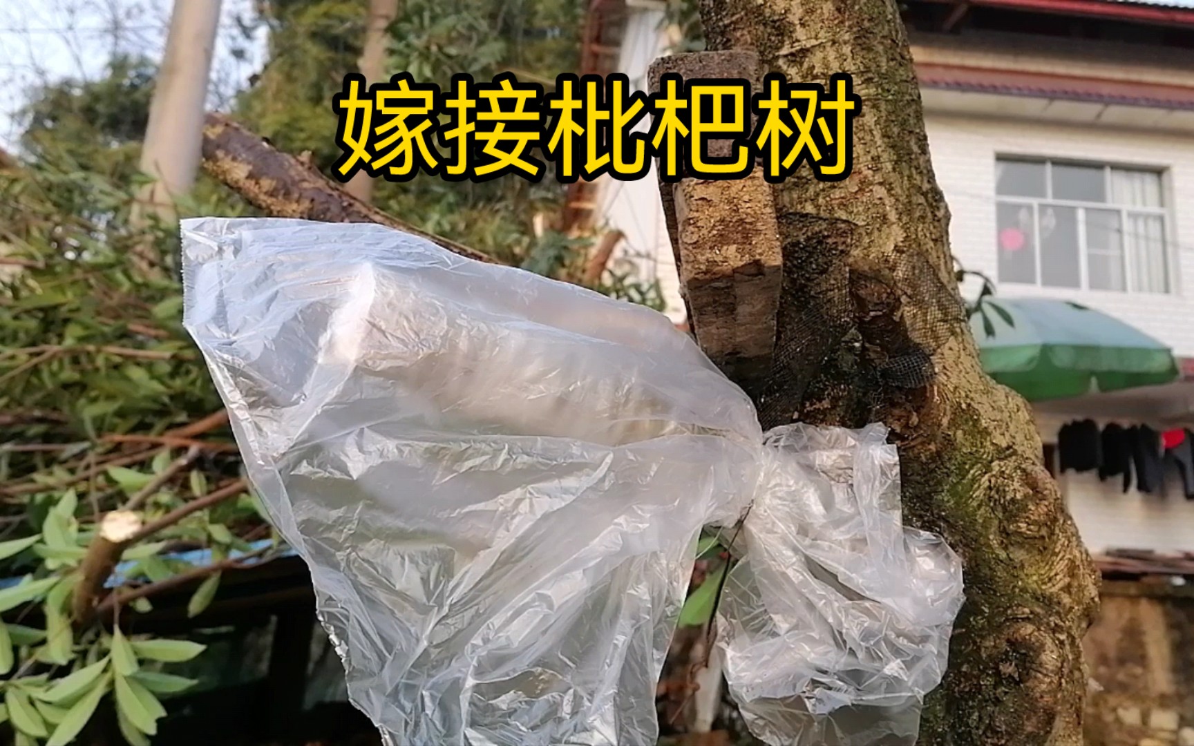 嫁接枇杷树,能成功吗?