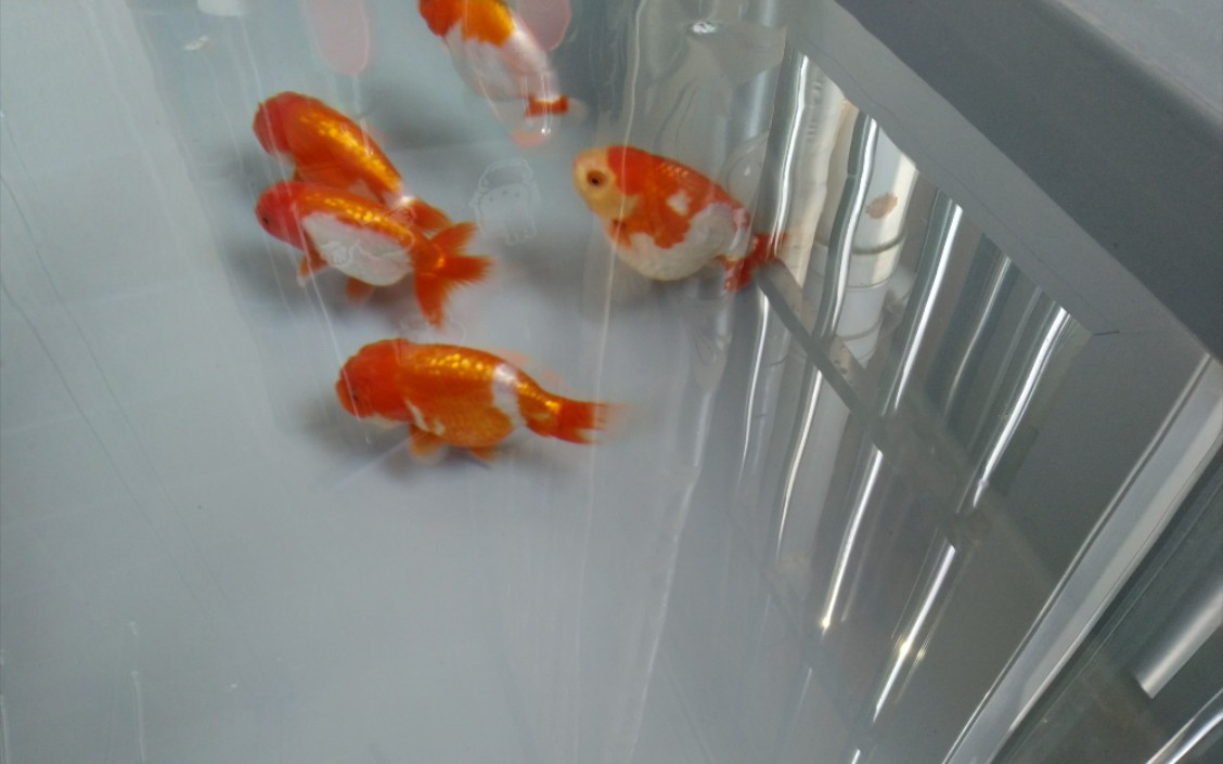 兰寿母鱼产卵了