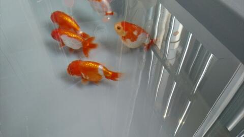 兰寿 蝶尾 鱼苗 哔哩哔哩 Bilibili