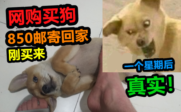 [图]花850去网购一只小田园犬，一星期不到就开始呕吐，这也太真实了吧！