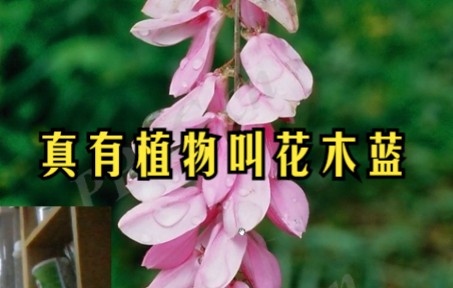 真有植物叫花木蓝哔哩哔哩bilibili