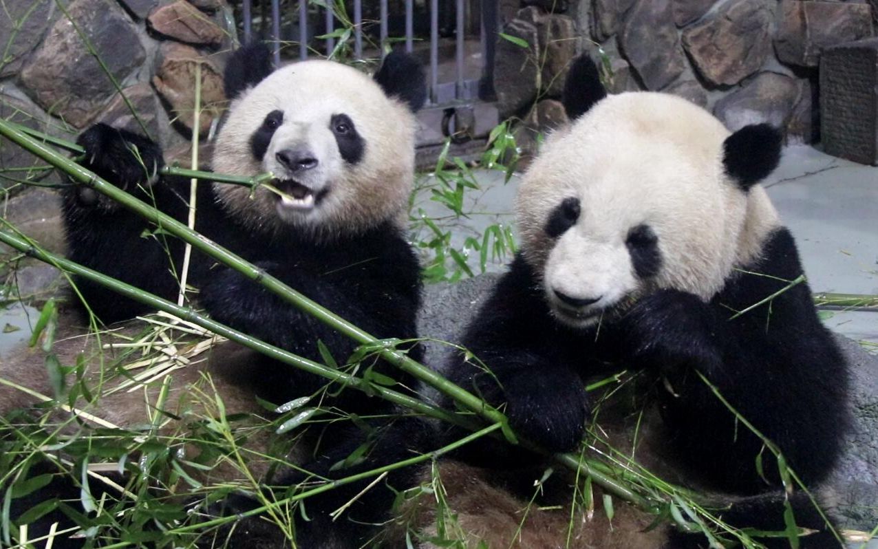 【大熊猫肉肉&星光】坐在一起乖乖吃竹子的大脸脸