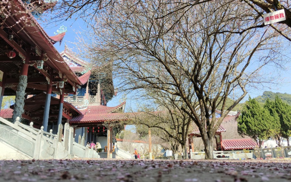 2023年的第一个视频| 福州林阳禅寺,又是一年赏梅时.