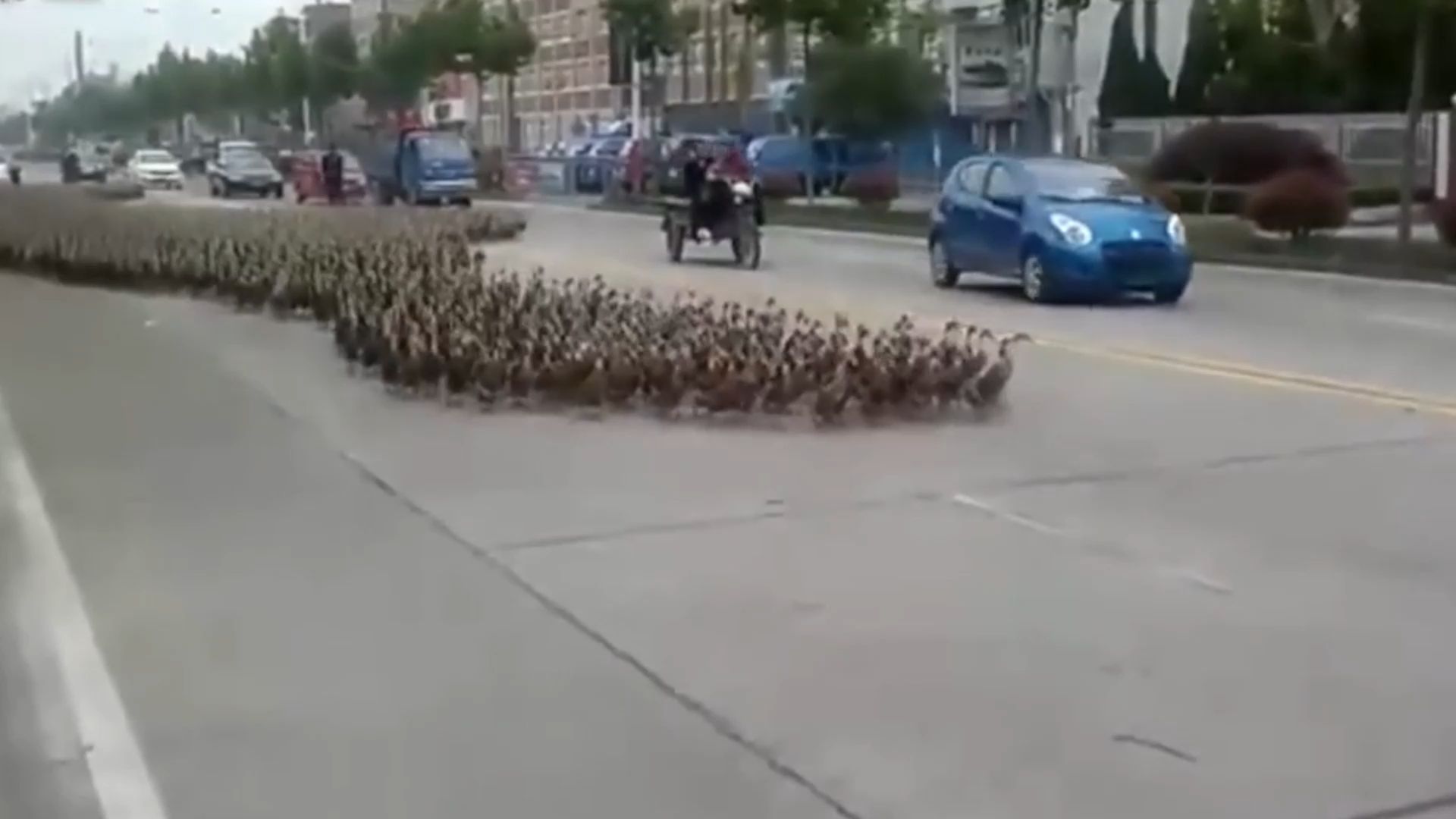 上万只鸭子排队过马路,队列整齐还会躲车,比人都守规矩,厉害!