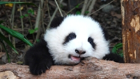 看着小花花入睡也是种幸福 大熊猫和花 哔哩哔哩 つロ干杯 Bilibili