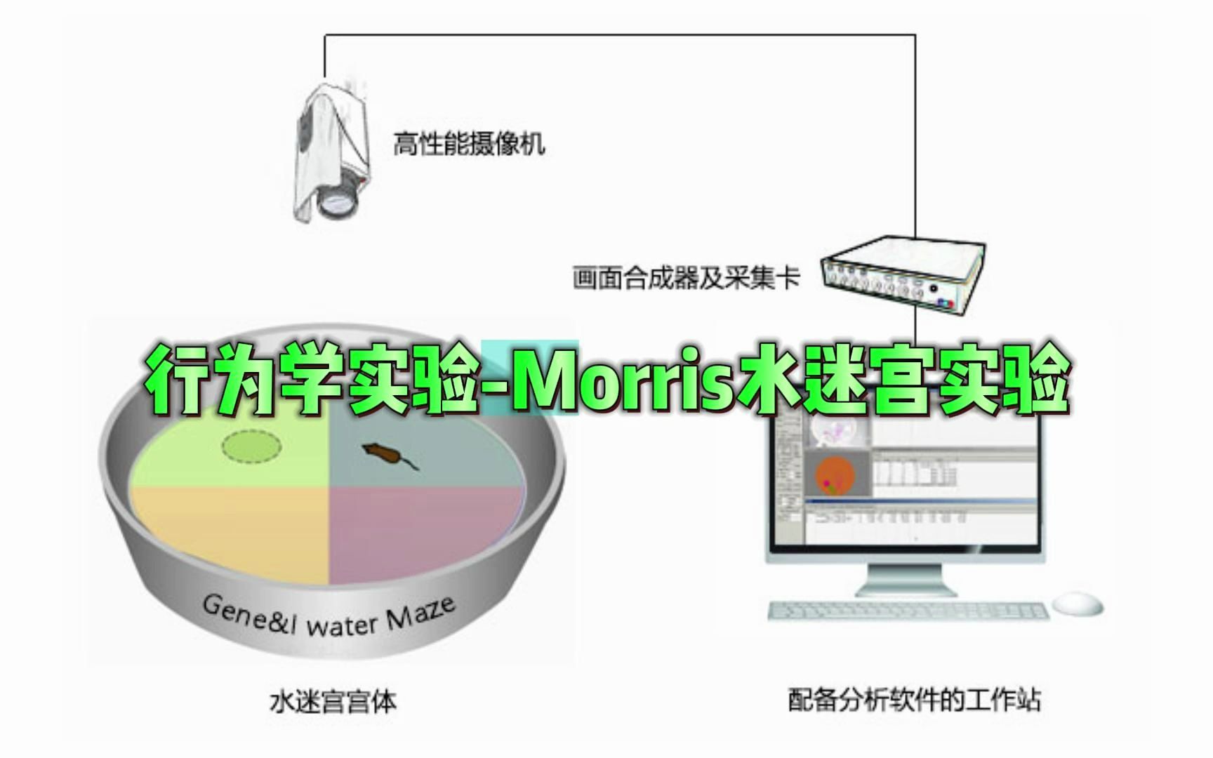 动物行为学实验Morris水迷宫实验方法与原理、数据处理哔哩哔哩bilibili