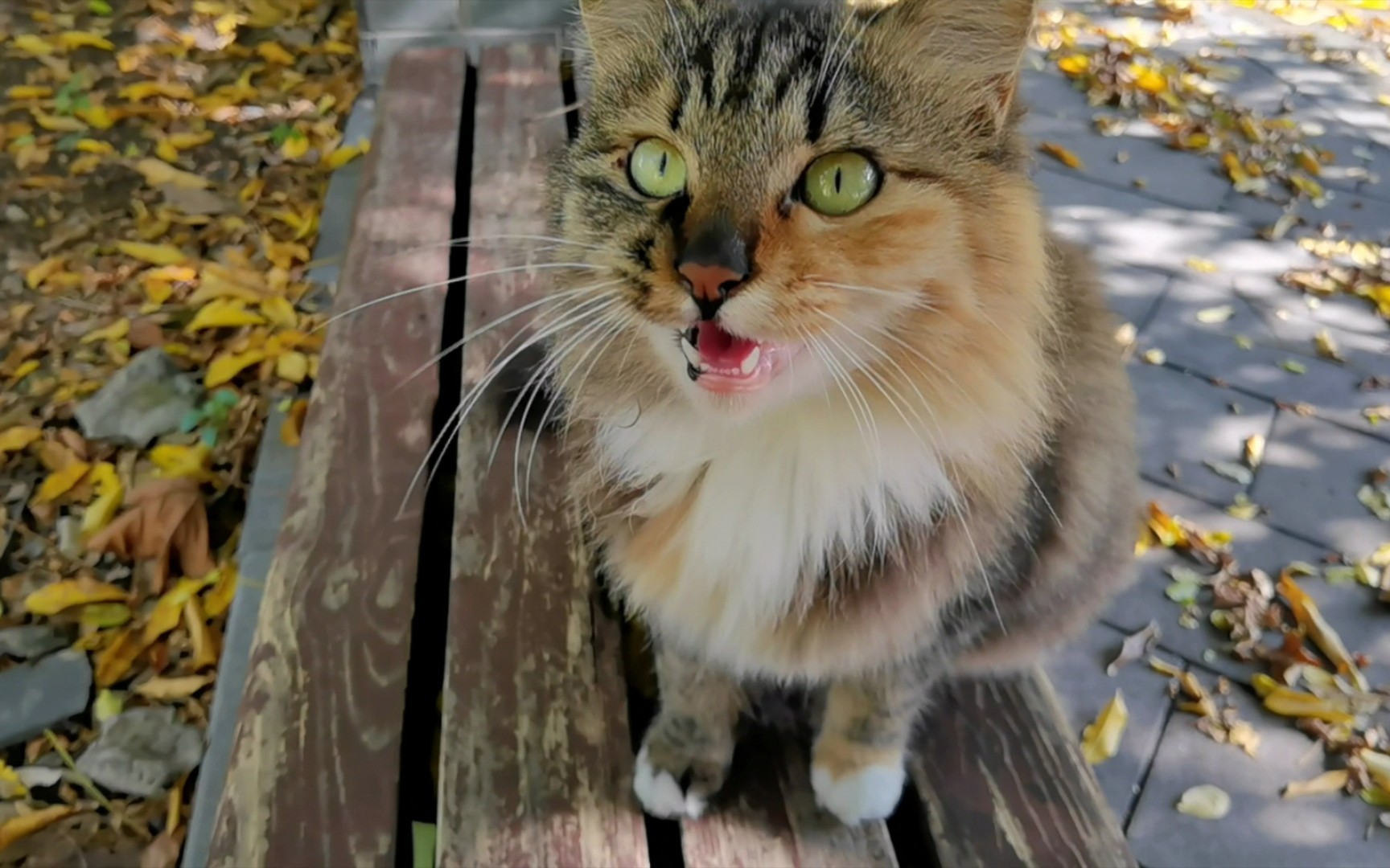 稀有长毛三彩狸花猫找领养啦,她是你的梦中情猫吗?哔哩哔哩bilibili