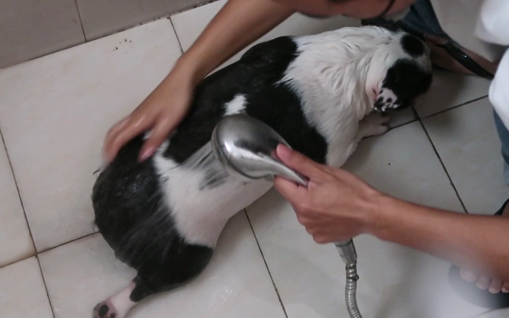 【手艺夫夫】 期待已久的大型洗"猪"现场