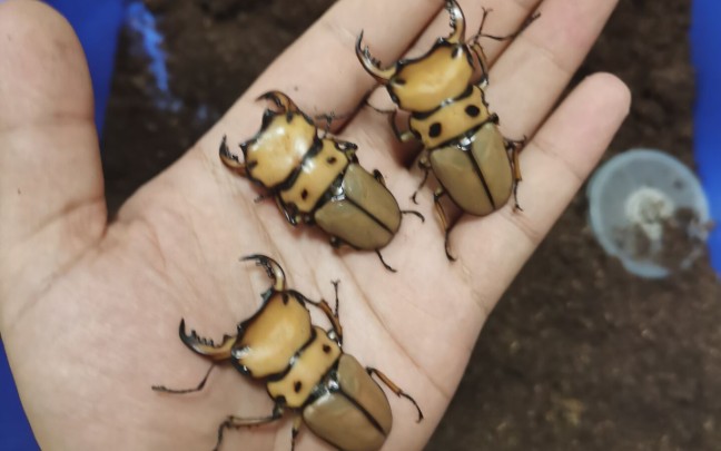 螃蟹锹甲羽化实录