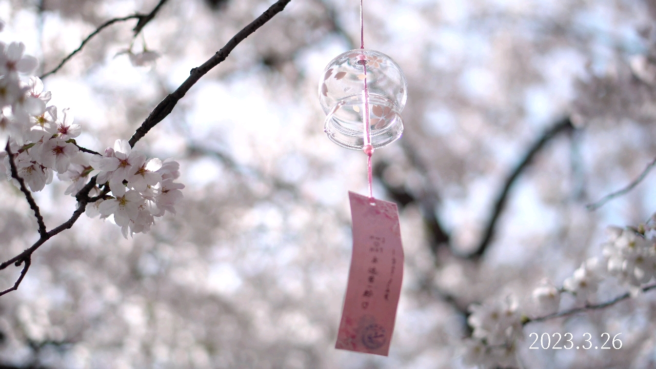 【4k】鼋头渚樱花林下的风铃