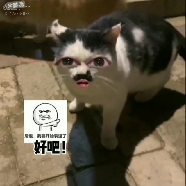 [图]八嘎猫（自配音）