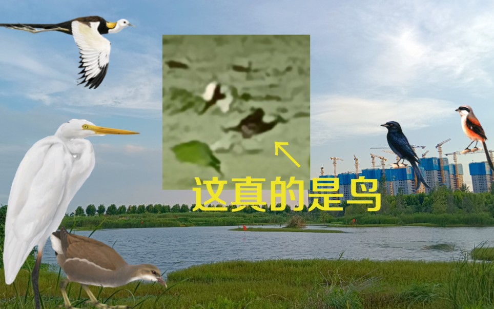 [慎入]在滨湖逗留期间用手机渣拍到的各种鸟