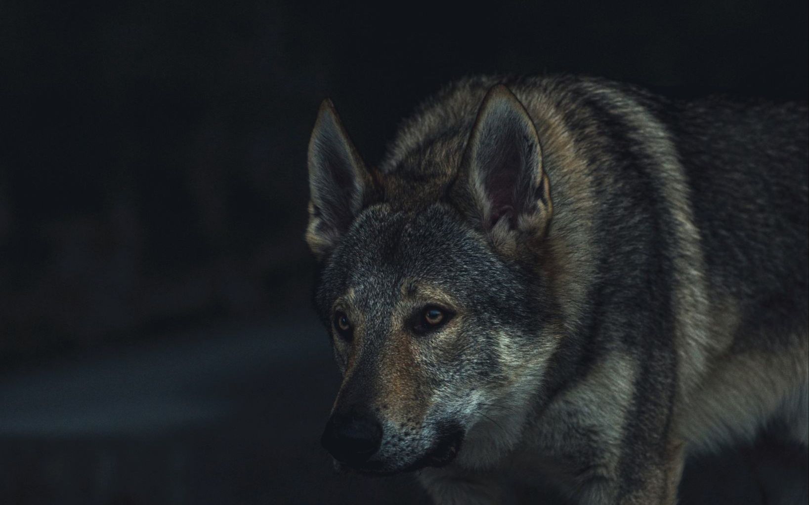 聊聊为什么官方没有大规模引进捷克狼犬军警用