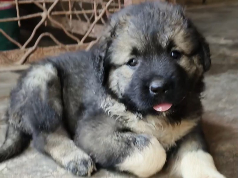 白腿高加索犬小奶狗,圆圆的小脑袋真可爱