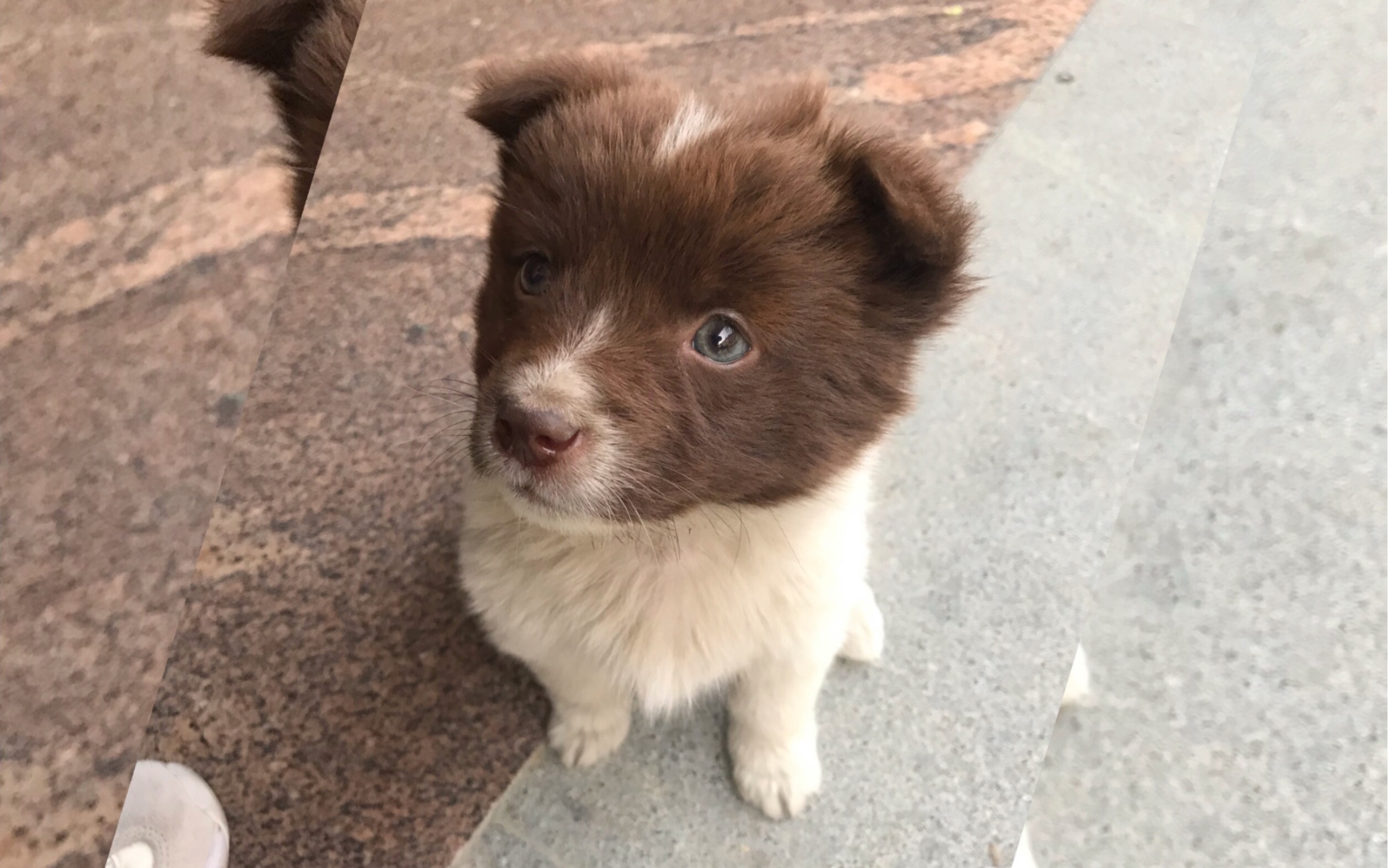 田園犬外貌歷程誰小時候還不是個小可愛!