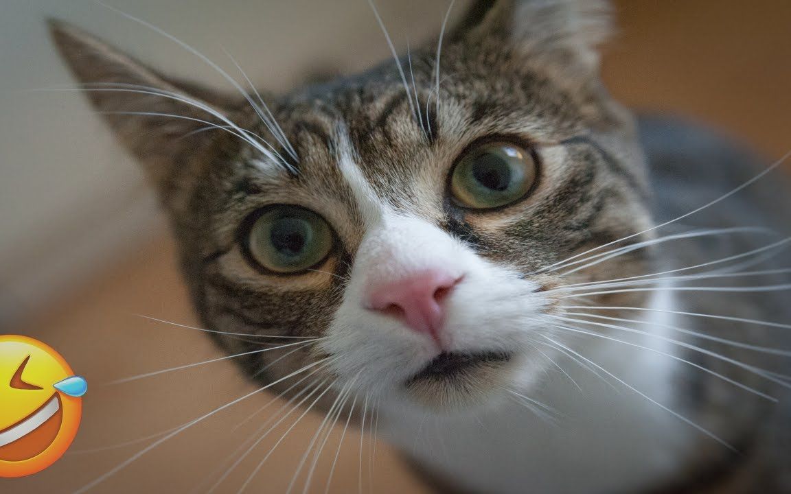 喵星人搞笑瞬间~喵里喵气的搞笑集锦