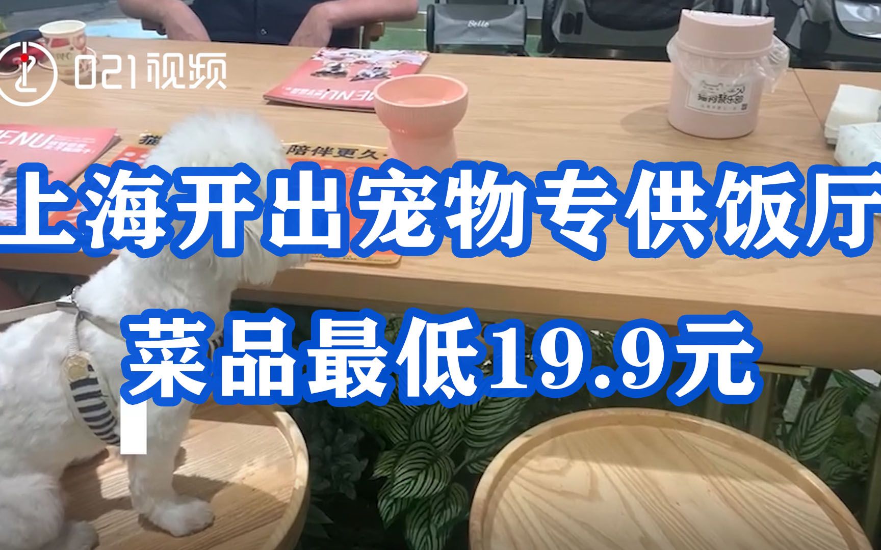 上海开出宠物专供饭厅菜品最低19.9元:店家称周末需提前预约哔哩哔哩bilibili