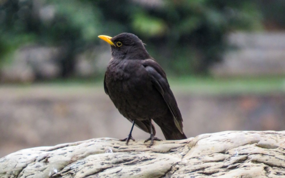 站在石头上的乌鸫