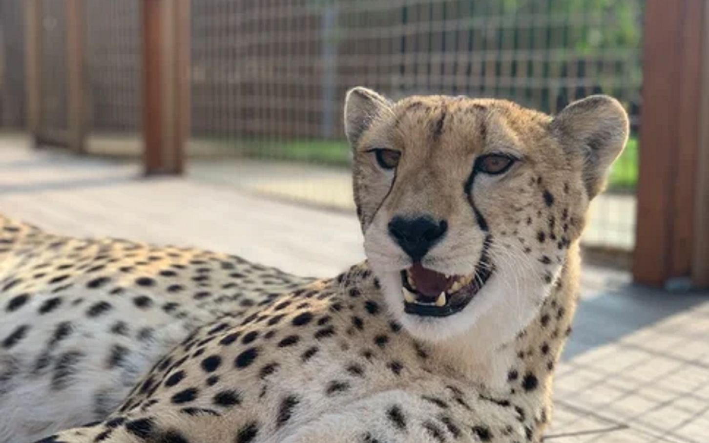 第一次听到猎豹格尔达的叫声,过于可爱!