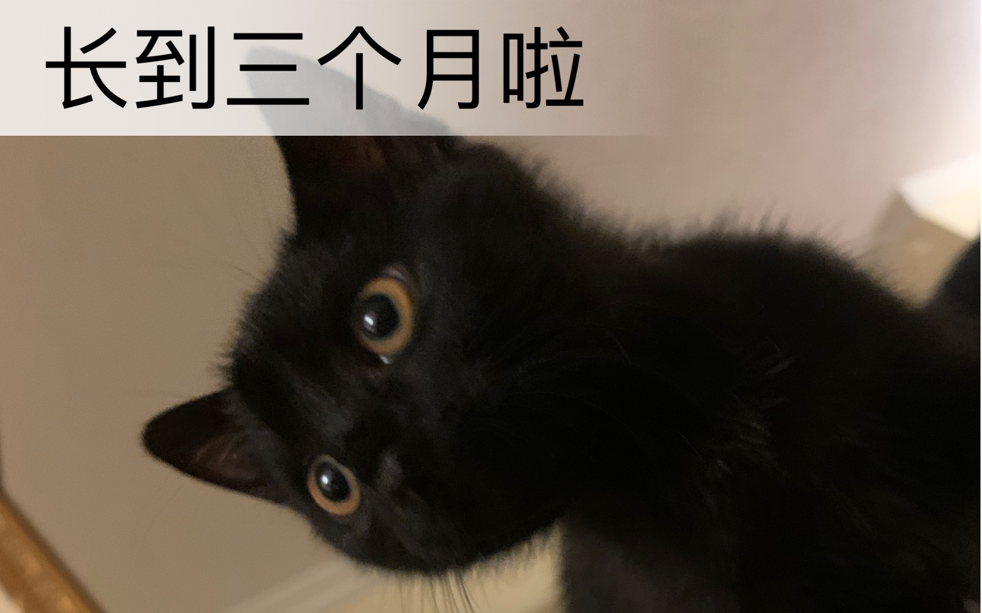 【黑猫辟邪】一个月长到三个月来打卡啦哔哩哔哩bilibili