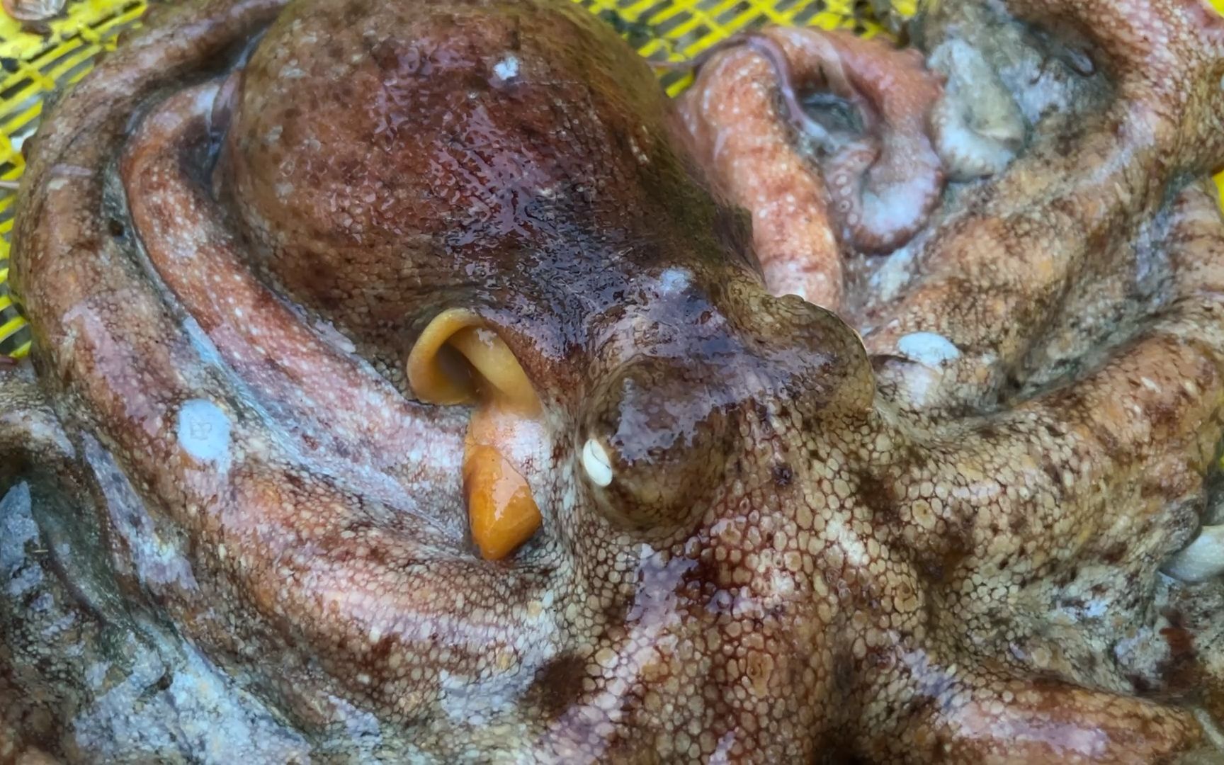 小斗赶海抓到几十斤龙尾鱼,在岸边还碰到三四斤重八爪鱼,真过瘾