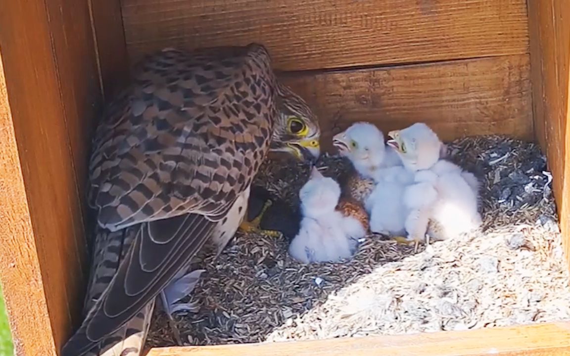 2號紅隼育雛:幼鳥太幸福了,吃飽了就抱團睡覺