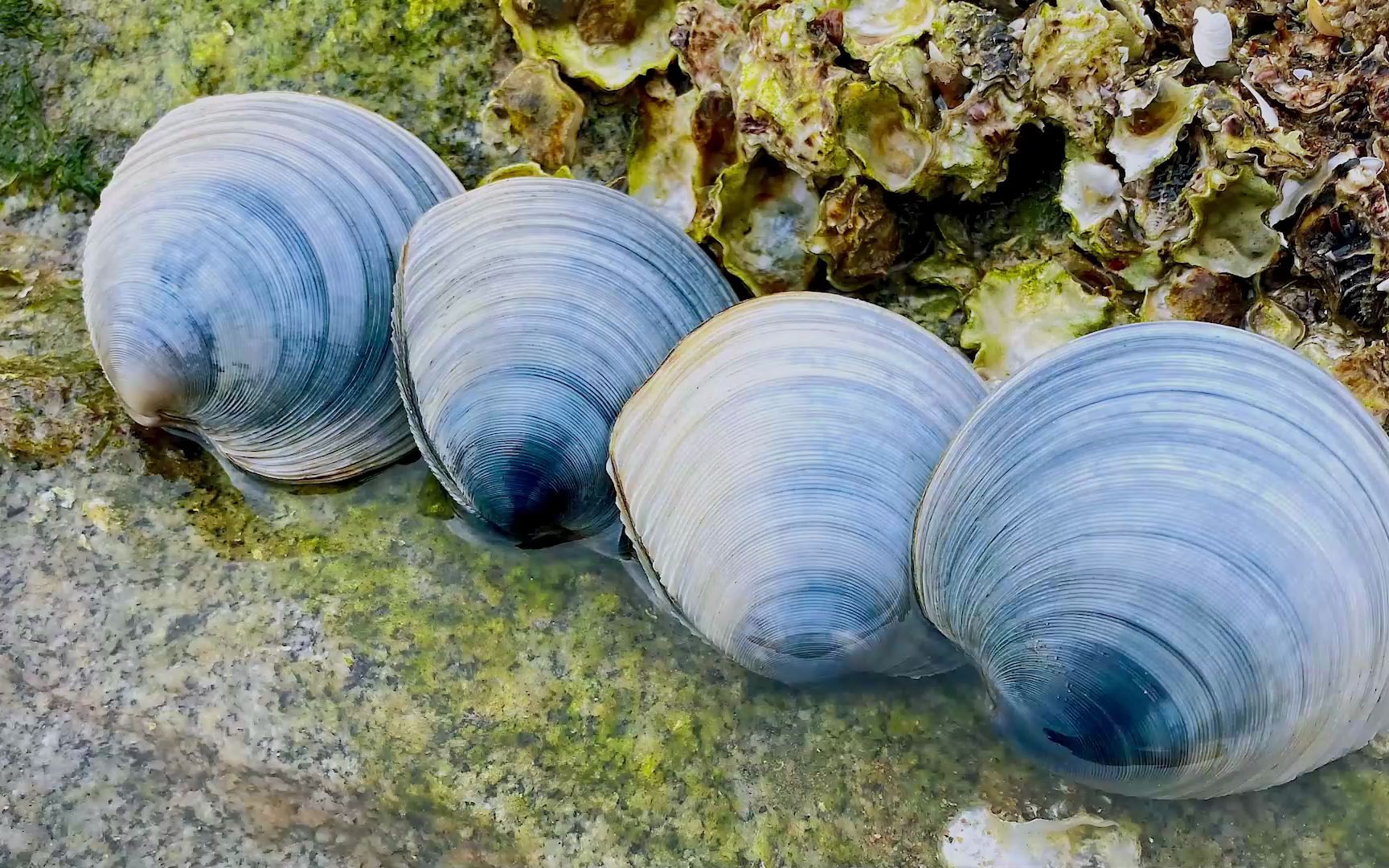 今天是跟月亮贝干上了