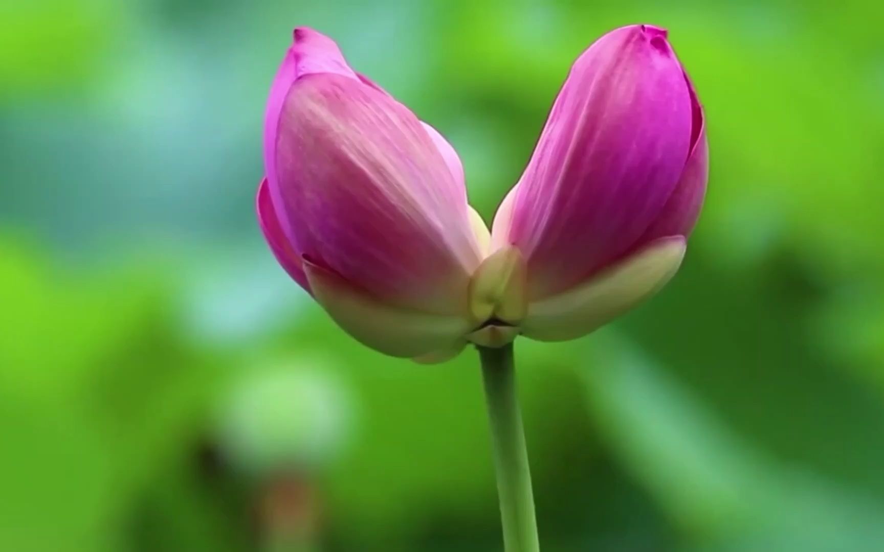 并蹄莲 寓意图片