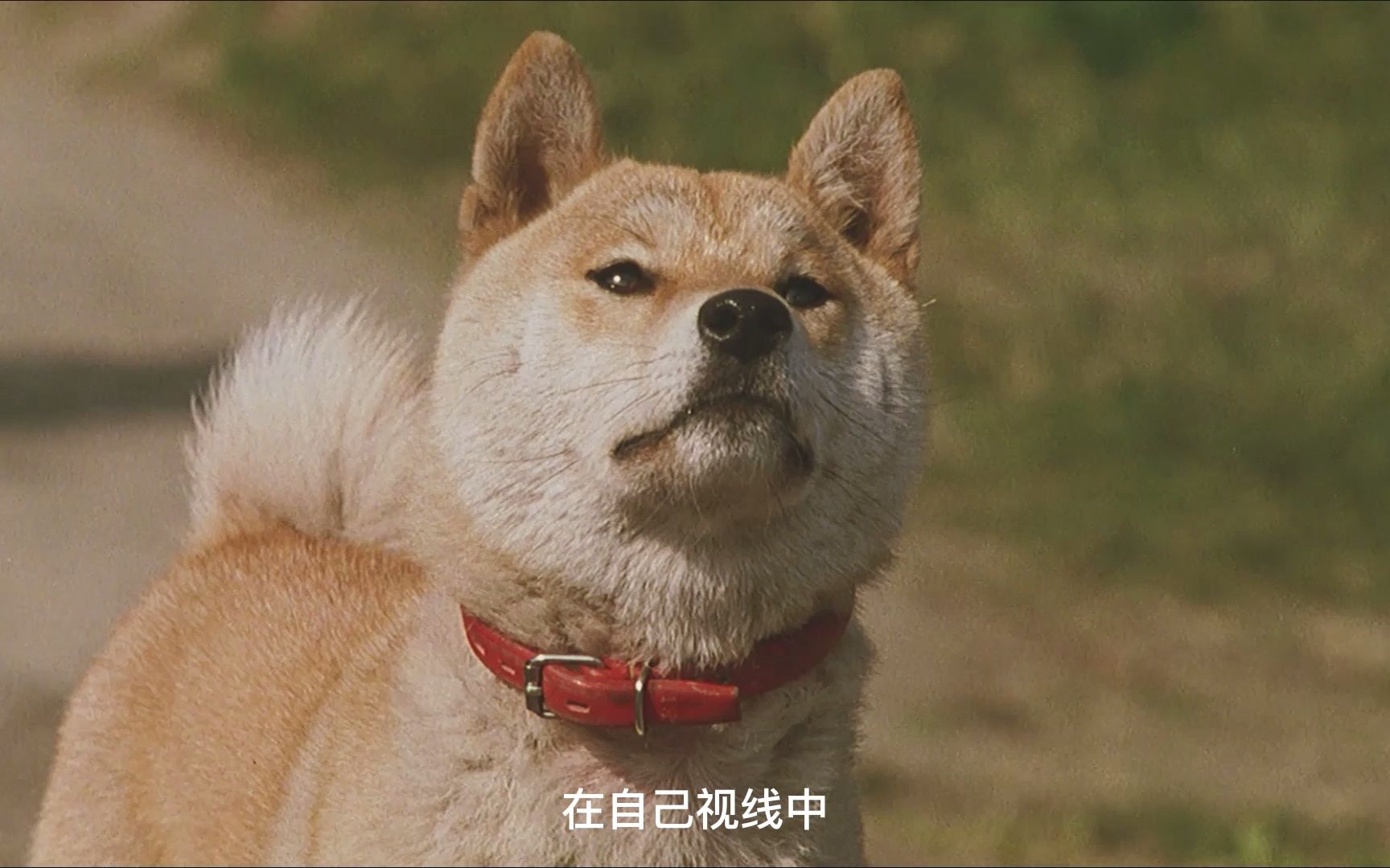 柴犬奇迹物语电影国语图片