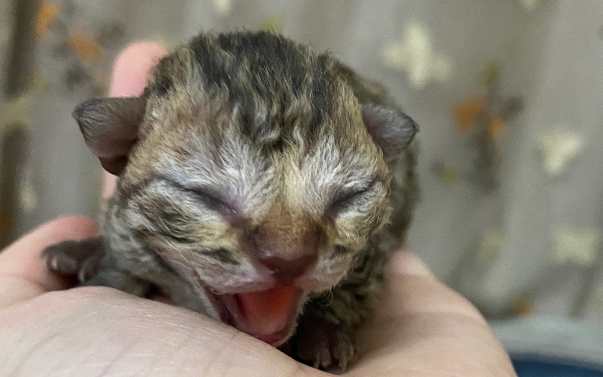 【小七】你知道吗,奶猫学会的第一个动作,就是哈气哦