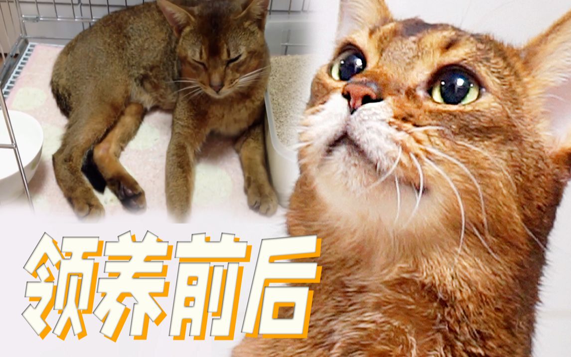 流浪猫居然可以这么萌上天? 铲屎官究竟做了什么?【阿比尼西亚猫】哔哩哔哩bilibili