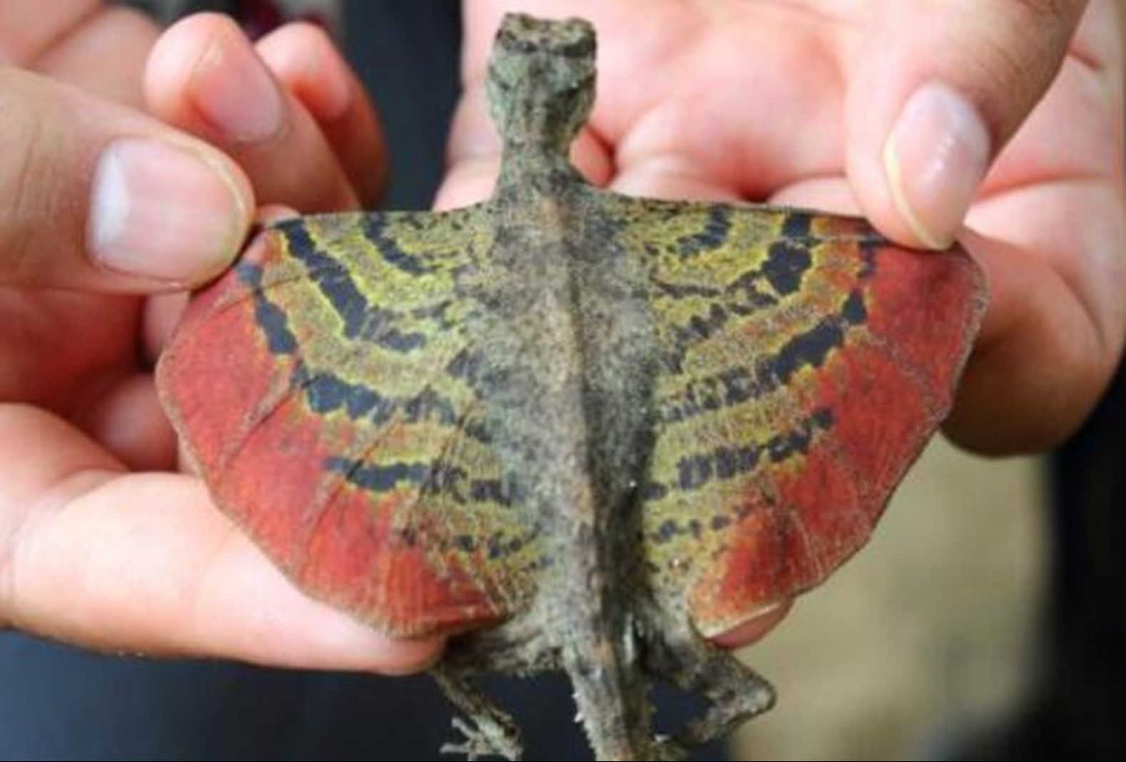 一种像似西方龙的,会飞的蜥蜴!