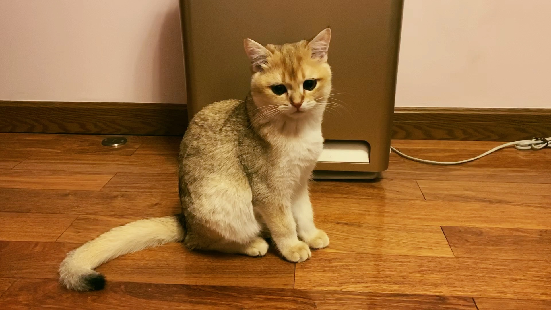 金渐层睡前的颜值还是值得一看,略瘦小.