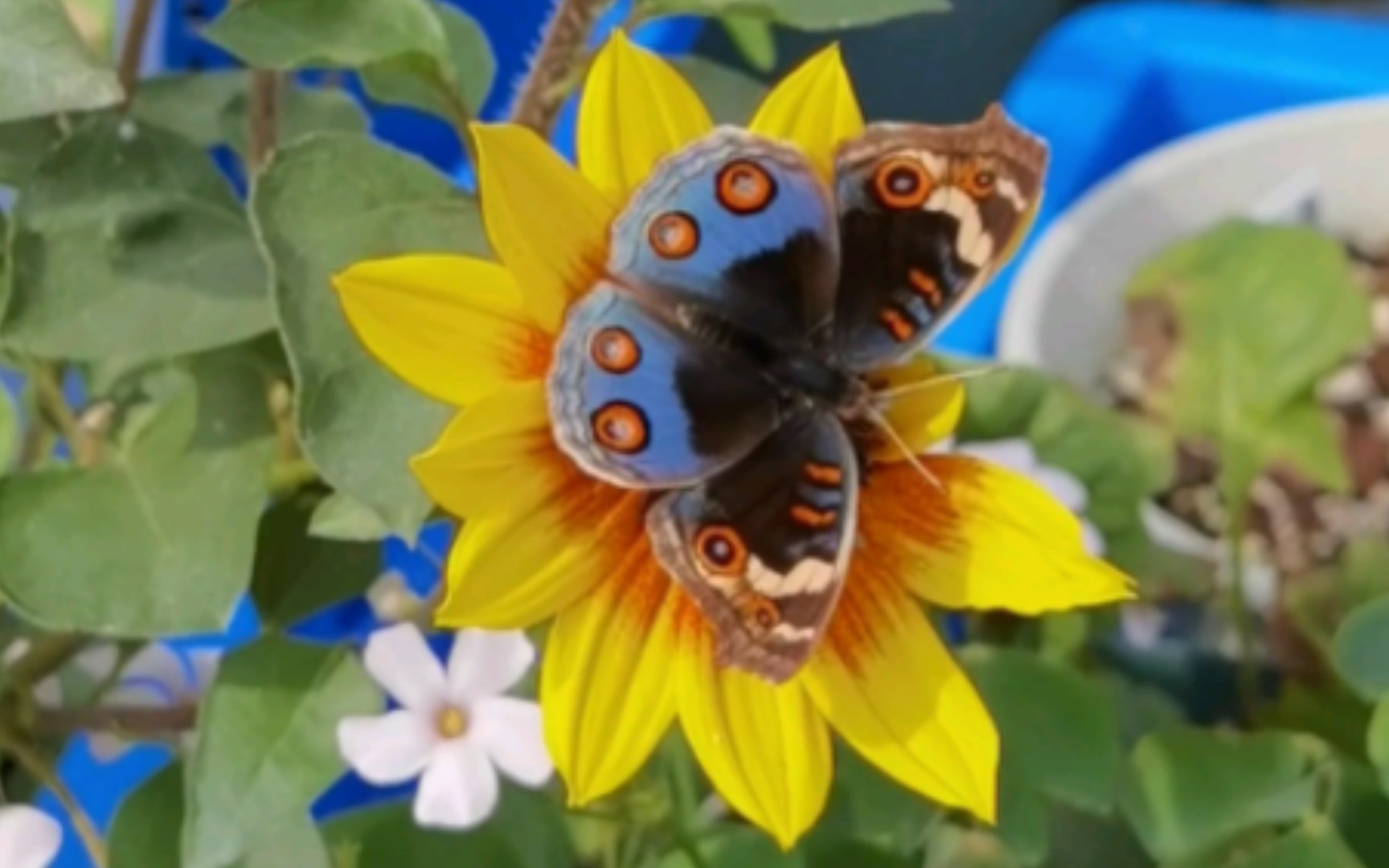 [图]吃了我的花，就是我的小蜜蜂/小蝴蝶了⊙ω⊙