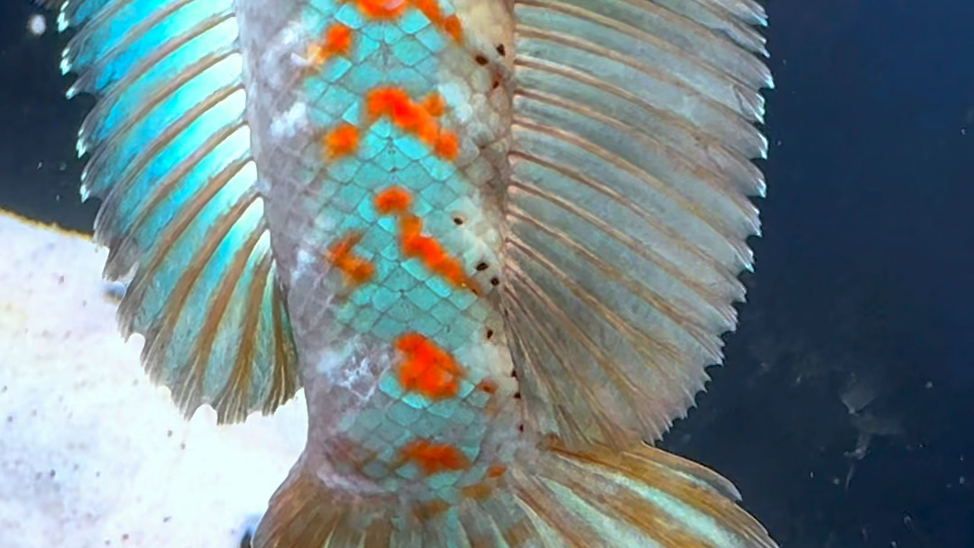 大尺寸幻红雷龙,1xx起双包,选鱼看主页.#雷龙鱼 #幻彩红宝石雷龙