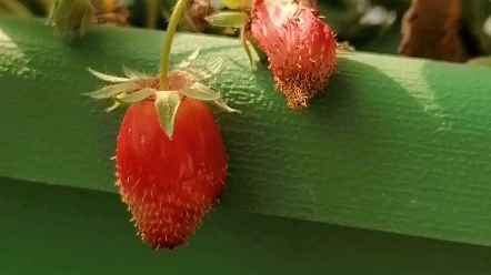 [图]宝贝种的植物，阳光下自然生长-葫芦，夜来香，牵牛花，草莓，薄荷，向日葵