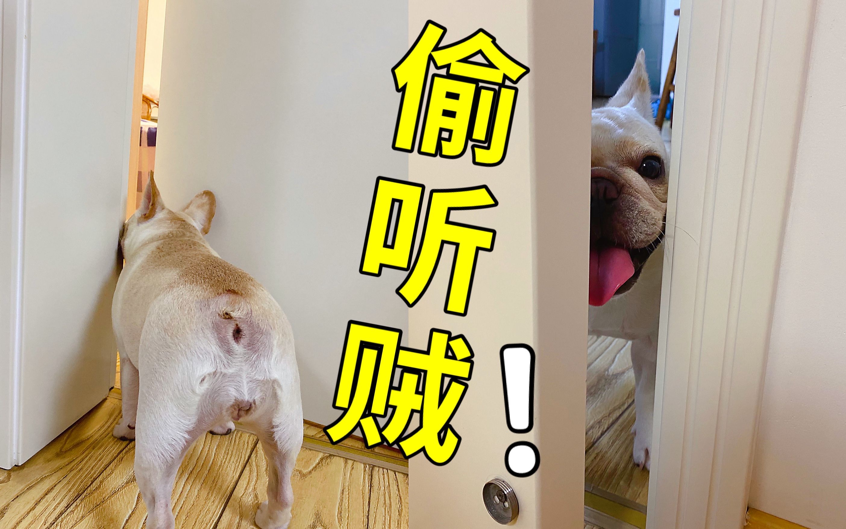 狗狗居然偷听主人说话,偷听完居然还装若无其事!_哔哩哔哩_bilibili