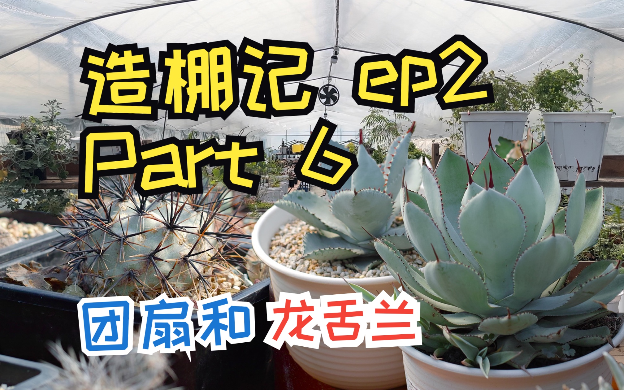 【VLOG】造棚记 Part.6 ep2 | 继上一p继续更新一下 龙舌兰和团扇们哔哩哔哩bilibili