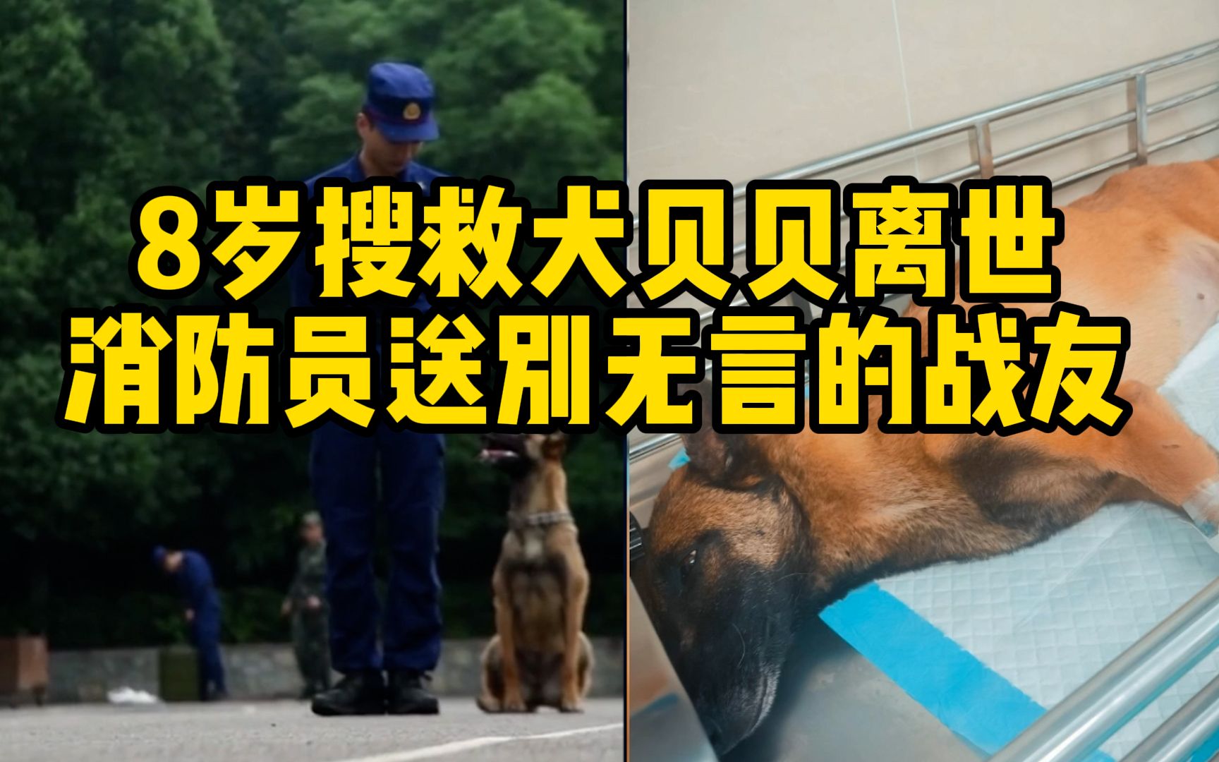 [图]8岁搜救犬贝贝离世，曾参与74起救援，消防员送别无言的战友