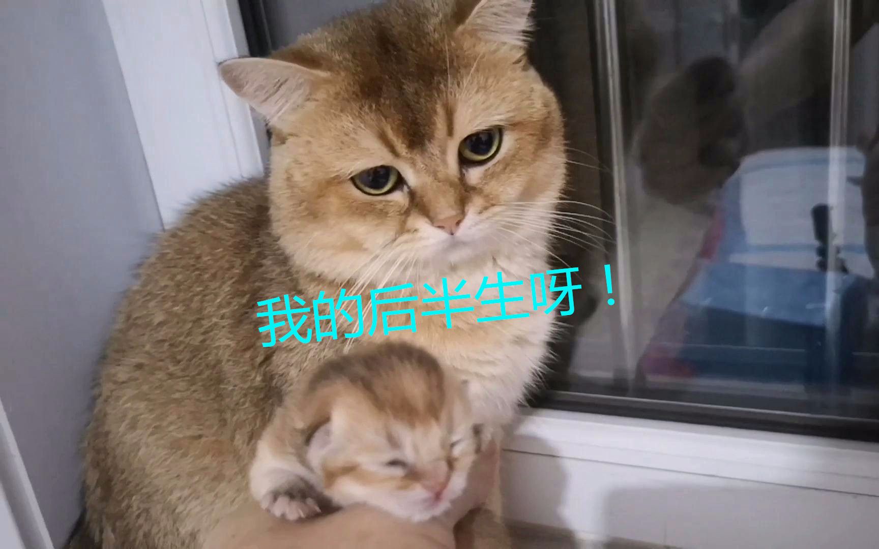 猫爸与刚出生的猫宝见面,表情凝重心情复杂,公猫:我的后半生啊哔哩哔哩bilibili