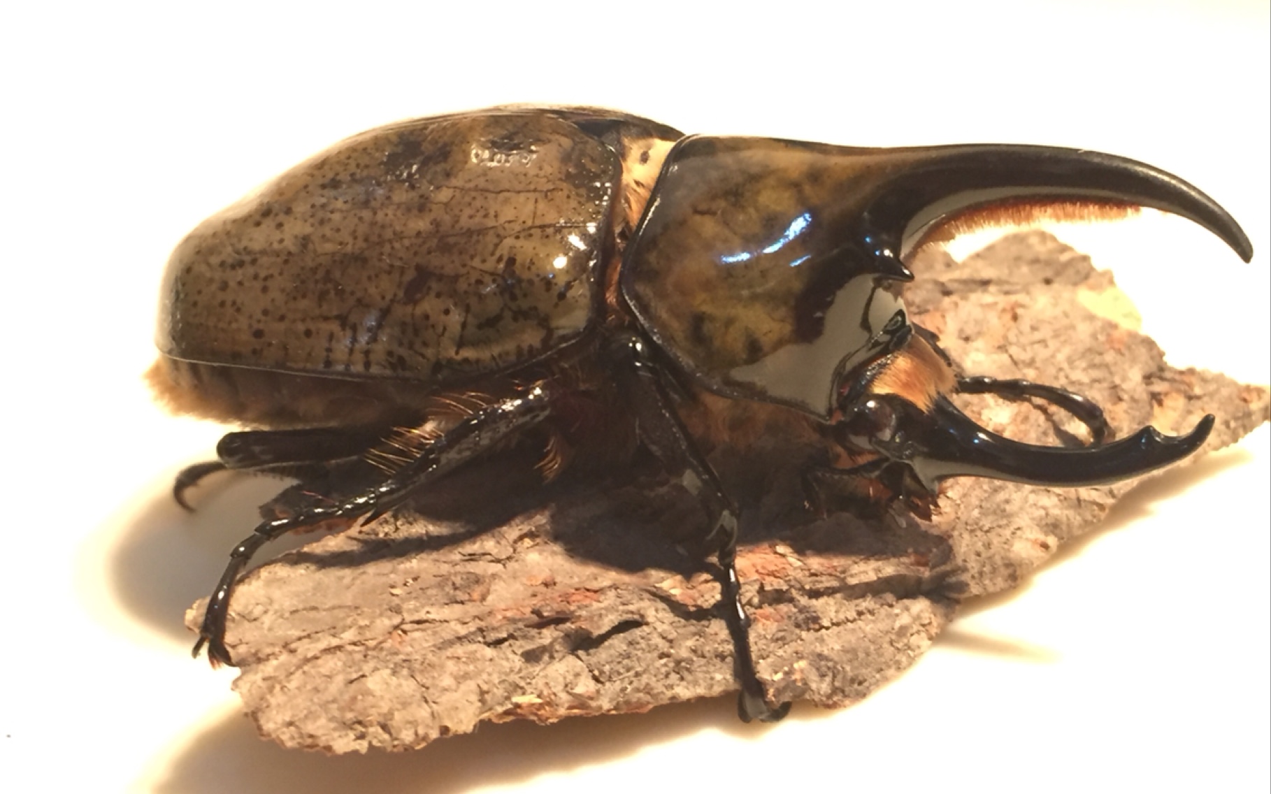 墨西哥白兜【开箱】欣赏靓虫