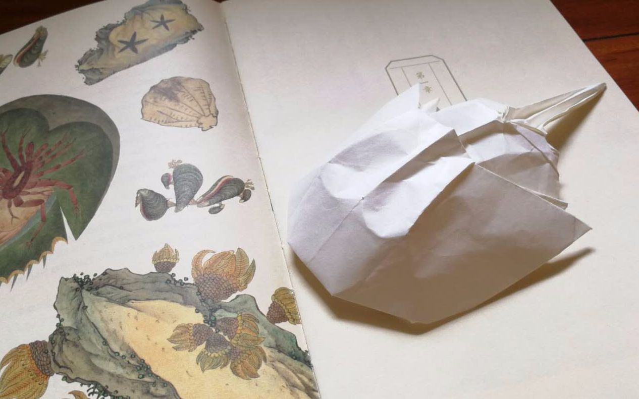 折纸鲎青木良实拍教程