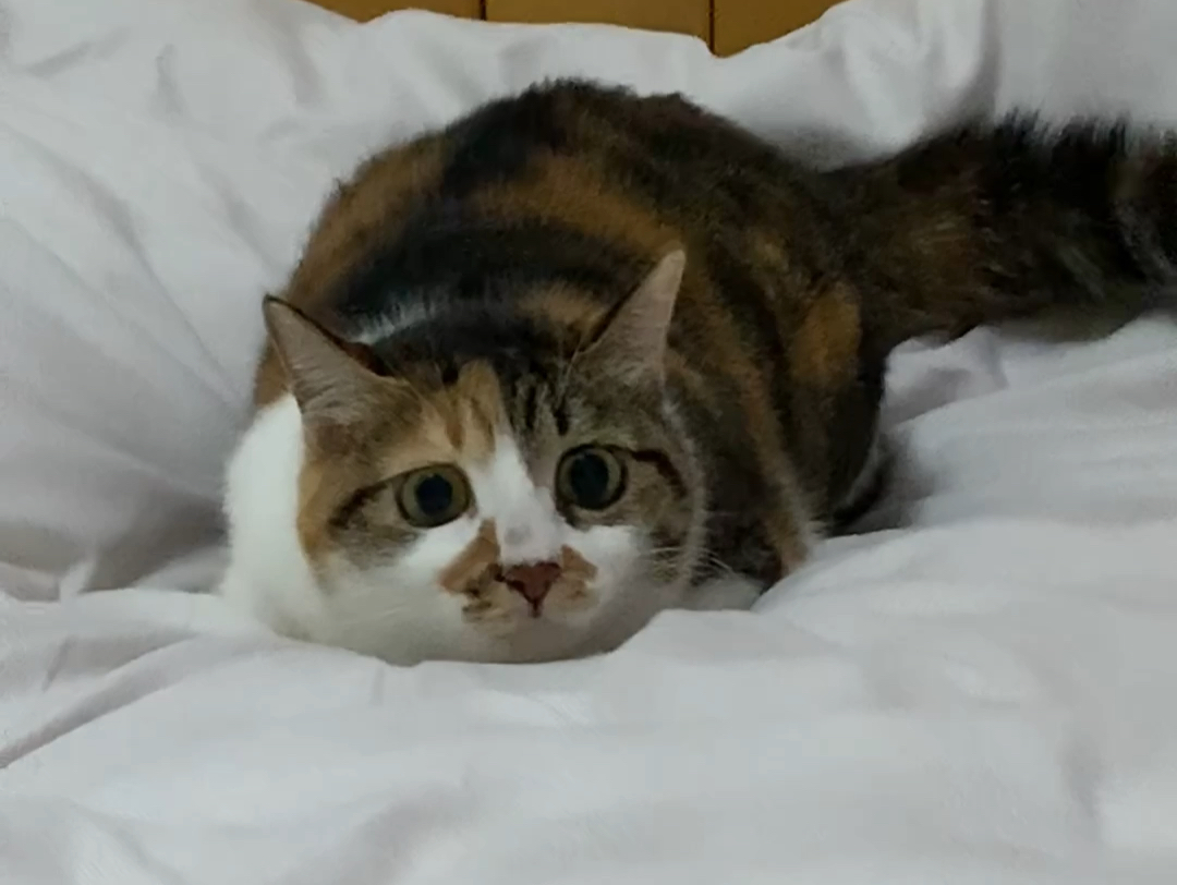 拥有一只小疯猫是一种什么体验?