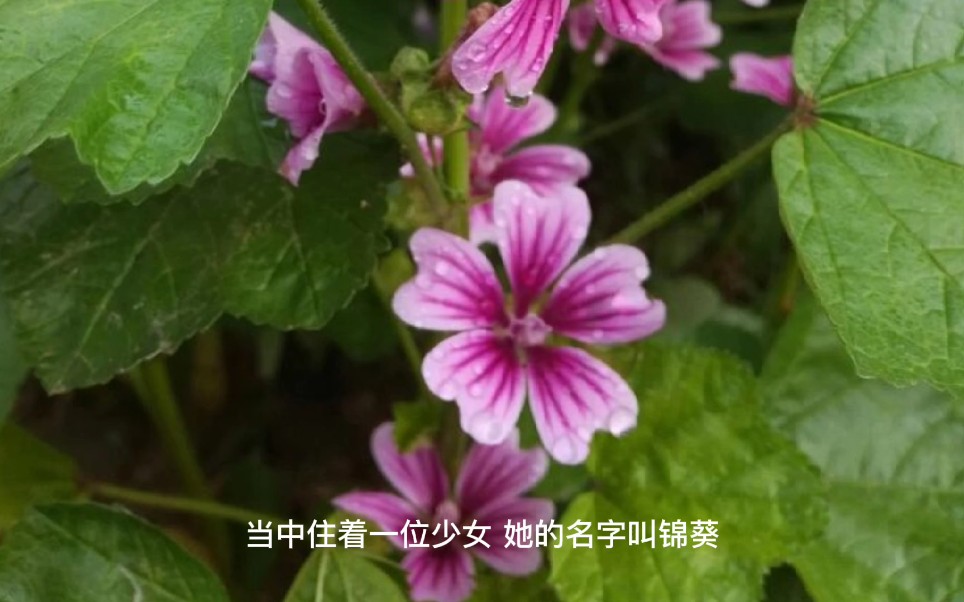 [图]锦葵花的传说