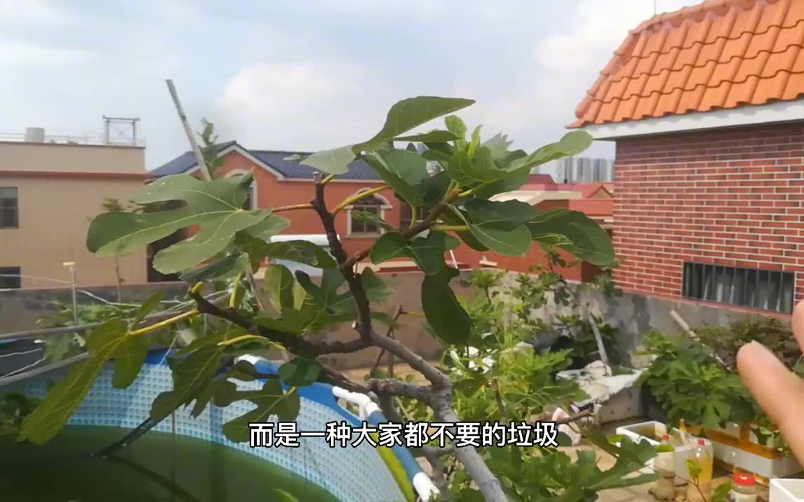 【阳台种菜】种植无花果,别买营养土?垃圾桶里捡“宝贝”,比买的强哔哩哔哩bilibili