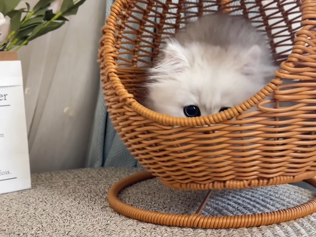一个月大的银渐层小猫咪,需要的私信我,马上带回家吧!